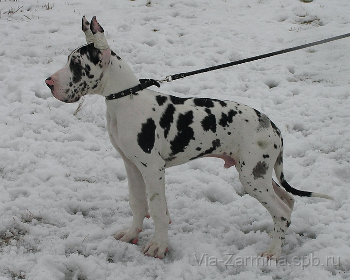 ven2.jpg - Айвенго-4,5 месяца / Aivengo - 4.5 month old