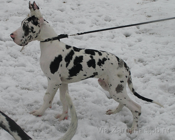 venik1.jpg - Айвенго-4,5 месяца / Aivengo - 4.5 month old