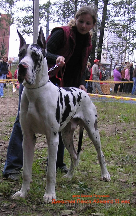 3aiv450713.jpg - Айвенго 11 месяцев и Юный Чемпион России!!!Aivengo is 11 month old and The YOUNG CHAMPION of Russia!!!