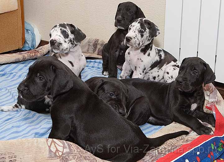 8821big.jpg - 33 DAYS ALL PUPPIES "G"