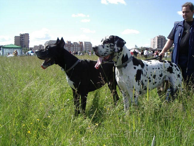 16june2007-05.jpg - Cacib Claudia Bohemika, Valentin d`Iskandar