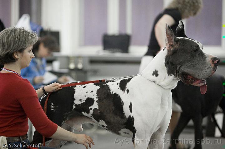 _MG_8214.jpg - Dinastia Lexa Aivengo (Valentin d`Iskandar x Nevskiy Legion Dergzava)1 excellent, Class Winner, Candidate for Champions of Club, BOS