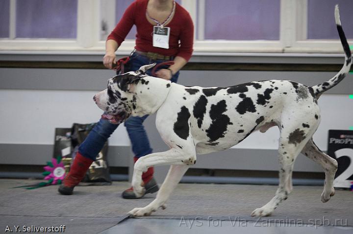 _MG_8251.jpg - Dinastia Lexa Aivengo (Valentin d`Iskandar x Nevskiy Legion Dergzava)1 excellent, Class Winner, Candidate for Champions of Club, BOS