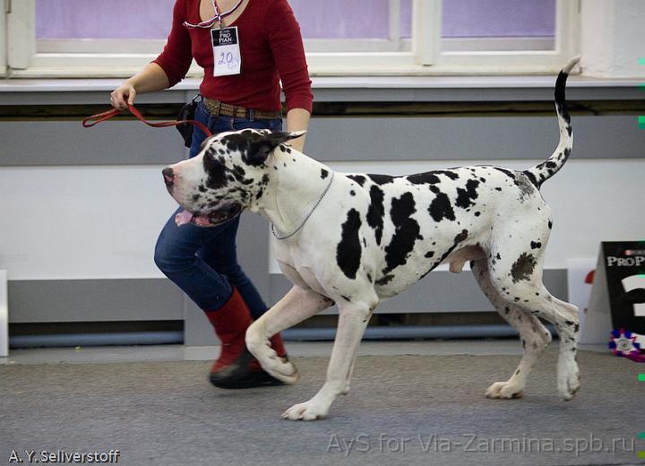 _MG_8357.jpg - Dinastia Lexa Aivengo (Valentin d`Iskandar x Nevskiy Legion Dergzava)1 excellent, Class Winner, Candidate for Champions of Club, BOS