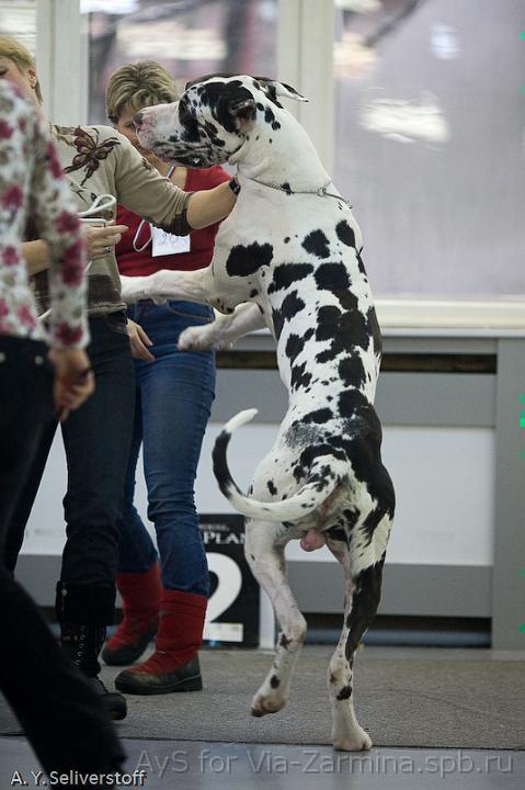 _MG_8361.jpg - Dinastia Lexa Aivengo (Valentin d`Iskandar x Nevskiy Legion Dergzava)1 excellent, Class Winner, Candidate for Champions of Club, BOS